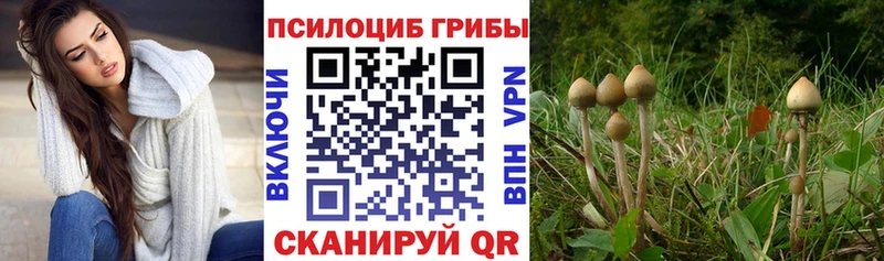 Псилоцибиновые грибы Psilocybe  дарнет шоп  Высоковск 